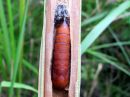 Nonagria_typhae_pupa_osmankaamiyokkonen_kotelo_IMG_1909.JPG