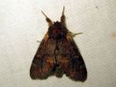 Notodonta_dromedarius_kyttyranirkko_IMG_9945.JPG