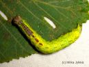 Notodonta_dromedarius_larva_kyttyranirkko_toukka_6_9_2015.JPG