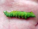 Notodonta_dromedarius_larva_kyttyranirkko_toukka_IMG_1142.JPG