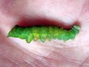 Notodonta_dromedarius_larva_kyttyranirkko_toukka_IMG_1152.JPG