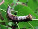 Notodonta_tritophus_larva_haapanirkko_toukka_IMG_0648.jpg