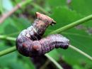 Notodonta_tritophus_larva_haapanirkko_toukka_IMG_0650.jpg