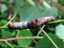 Notodonta_tritophus_larva_haapanirkko_toukka_IMG_0651.jpg