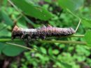 Notodonta_tritophus_larva_haapanirkko_toukka_IMG_0653.jpg