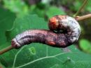 Notodonta_tritophus_larva_haapanirkko_toukka_IMG_0661.jpg