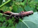 Notodonta_tritophus_larva_haapanirkko_toukka_IMG_0667.jpg