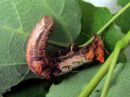 Notodonta_tritophus_larva_haapanirkko_toukka_IMG_0675.jpg