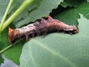 Notodonta_tritophus_larva_haapanirkko_toukka_IMG_0686.jpg