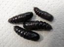 Notodonta_tritophus_pupa_haapanirkko_kotelo_IMG_2189.jpg