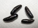 Notodonta_tritophus_pupa_haapanirkko_kotelo_IMG_2190.jpg