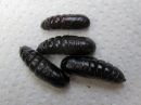 Notodonta_tritophus_pupa_haapanirkko_kotelo_IMG_2191.jpg