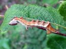 Notodonta_ziczac_larva_pajunirkko_toukka_IMG_4608.jpg