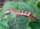 Notodonta_ziczac_larva_pajunirkko_toukka_IMG_4610.jpg