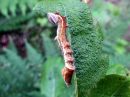 Notodonta_ziczac_larva_pajunirkko_toukka_IMG_4611.jpg