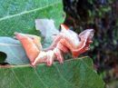 Tiedostonimi=Notodonta_ziczac_larva_pajunirkko_toukka_IMG_5033.jpg
Tiedostokoko=67kt
Koko=600x450
Lisätty=08.05.2020 Notodonta_ziczac_larva_pajunirkko_toukka_IMG_5033.jpg