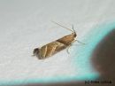 Tiedostonimi=Nyctegretis_lineana_vinojuovakoisa_12_7_2014.jpg
Tiedostokoko=198kt
Koko=600x450
Lisätty=10.03.2015 Nyctegretis_lineana_vinojuovakoisa_12_7_2014.jpg