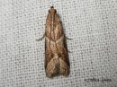 Tiedostonimi=Nyctegretis_lineana_vinojuovakoisa_6_8_2017_28229.jpg
Tiedostokoko=70kt
Koko=600x450
Lisätty=13.01.2018 Nyctegretis_lineana_vinojuovakoisa_6_8_2017_28229.jpg