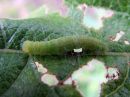 Nycteola_degenerana_larva_pajulaahusvenhokas_toukka_IMG_5354.jpg