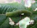 Nycteola_degenerana_larva_pajulaahusvenhokas_toukka_IMG_5355.jpg