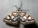 Nymphula_nitidulata_jarvikoisa_IMG_4340.JPG