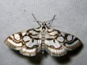 Nymphula_nitidulata_jarvikoisa_IMG_4344.JPG