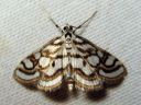 Nymphula_nitidulata_jarvikoisa_IMG_6631.JPG