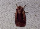 Tiedostonimi=Ochropleura_plecta_pikkumaayokkonen_IMG_5734.jpg
Tiedostokoko=105kt
Koko=600x450
Lisätty=15.03.2019 Ochropleura_plecta_pikkumaayokkonen_IMG_5734.jpg