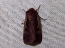 Tiedostonimi=Ochropleura_plecta_pikkumaayokkonen_IMG_5976.jpg
Tiedostokoko=98kt
Koko=600x450
Lisätty=15.03.2019 Ochropleura_plecta_pikkumaayokkonen_IMG_5976.jpg