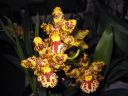 Odontocidium__Hansruedi_Isler__HA_200606_IMG_1426.jpg