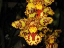 Odontocidium__Hansruedi_Isler__HA_200606_IMG_1427.jpg