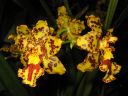 Odontocidium__Hansruedi_Isler__HA_200606_IMG_1431.jpg