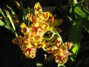 Odontocidium__Hansruedi_Isler__HA_200606_IMG_1433.jpg