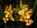 Odontocidium__Hansruedi_Isler__HA_200606_IMG_1464.jpg