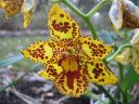 Odontocidium__Hansruedi_Isler__KO2_20070131_IMG_1172.jpg