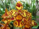 Odontocidium__Hansruedi_Isler__KO2_20070131_IMG_9845.jpg