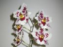 Odontoglossum__Anna-Claire__KKRK_20071211_IMG_1541.jpg