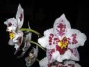 Odontoglossum__Anna-Claire__KKRK_20071211_IMG_1543.jpg