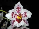 Odontoglossum__Anna-Claire__KKRK_20071211_IMG_1546.jpg