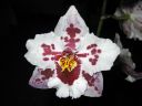 Odontoglossum__Anna-Claire__KKRK_20071211_IMG_1548.jpg