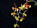 Odontoglossum__Rawdon_Jester__YT_20080503_IMG_0686.jpg