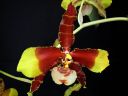 Odontoglossum__Rawdon_Jester__YT_20080503_IMG_0689.jpg