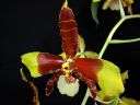 Odontoglossum__Rawdon_Jester__YT_20080503_IMG_0692.jpg