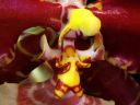 Odontoglossum__Rawdon_Jester__YT_20080503_IMG_0694.jpg