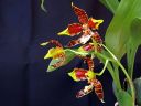 Odontoglossum__Rawdon_Jester__YT_20080503_IMG_3350.jpg