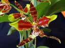 Odontoglossum__Rawdon_Jester__YT_20080503_IMG_3352.jpg