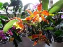 Odontoglossum__Rawdon_Jester__YT_20080503_IMG_3366.jpg