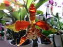 Odontoglossum__Rawdon_Jester__YT_20080503_IMG_3367.jpg