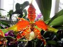 Odontoglossum__Rawdon_Jester__YT_20080503_IMG_3368.jpg