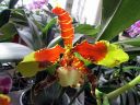 Odontoglossum__Rawdon_Jester__YT_20080503_IMG_3370.jpg